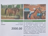 Tolles Reitpferd - Wedemark