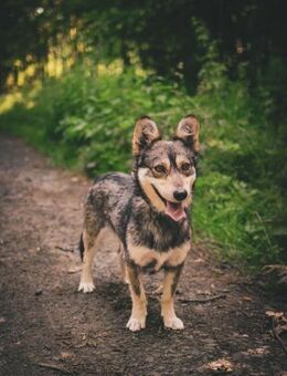 Alex der kleine Wolf - Berlin
