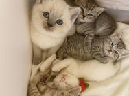 British Kurzhaar Kitten (BKH Kitten Katzen Babys) - Frankfurt (Main) Schwanheim