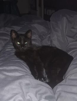 Europäischer Kurzhaar Kater abzugeben - Berlin