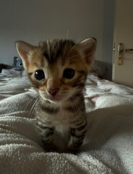 Wunderschöne Bengal Kitten – geboren am 08.07.2025 – jetzt zur Reservierung - Grevenbroich Zentrum