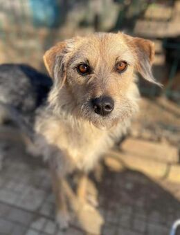 Puia sucht liebevolles Zuhause oder PS - Brühl (Baden-Württemberg)