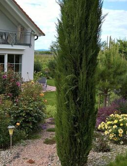 Traumhaus in wunderbarer Randlage! Unverbaute Sicht auf Weinberge und die Natur! Energieklasse AA+ - Müllheim