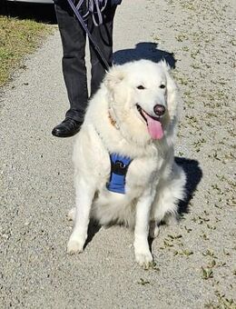 Kuvasz (Herdenschutzhund) nur in gute Hände abzugeben - Malching