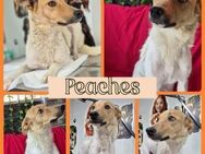 Familie für Peaches gesucht - Bissingen
