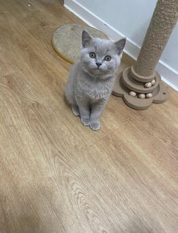 Zuckersüße BKH Kitten reinrassig** ein Baby sucht noch eine liebevolle Familie - Pinneberg