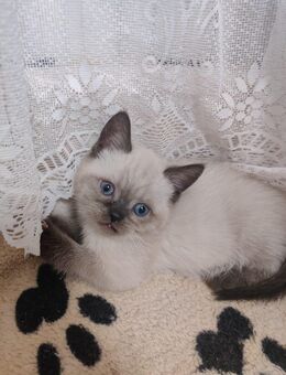 BKH Kitten - Berlin