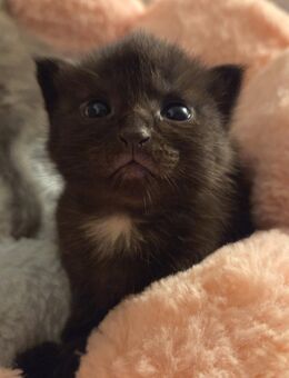 Brauner BKH Kitten - Oberriexingen