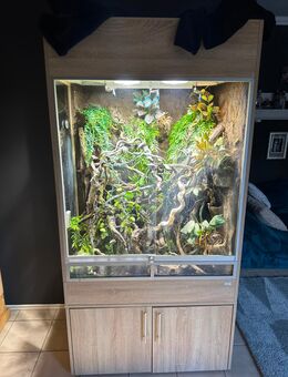 Chamäleon mit Terrarium - Burglengenfeld Zentrum