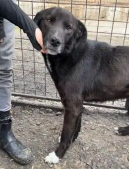 Brownie Pflegestelle oder Zuhause gesu - Oberwies