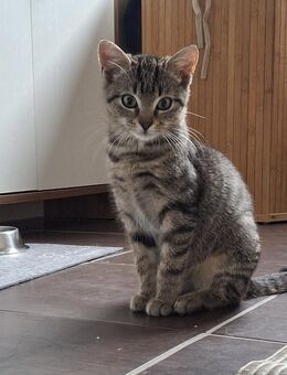 Artemis ❤️ - Nidda