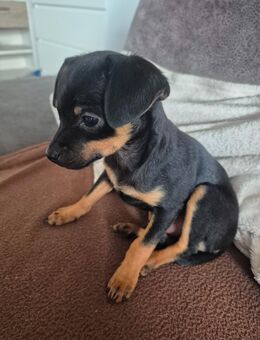 Hundewelpen - Wittingen