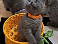 Bkh kitten reinrassige kurzhaar. - Osnabrück