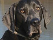 Joe Fritz - Weimaraner - 2 Jahre - Tierhilfe Franken e.V. - Lauf (Pegnitz) Zentrum