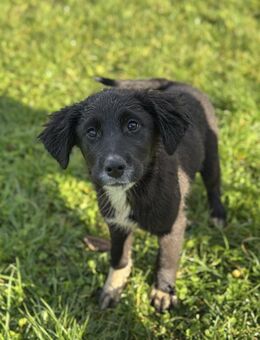 Debbie - Tolle Junghündin auf PS - Berlin