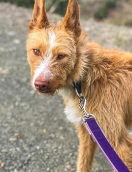 Liss die Rauhaarpodenca - Langen (Hessen)