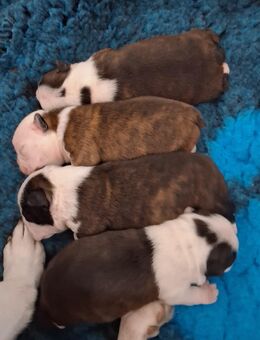 Boston Terrier welpen zu verkaufen - Lemgo