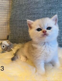 BKH Kitten golden shaded point 2 Kater nur noch frei - Stahlhofen (Wiesensee)