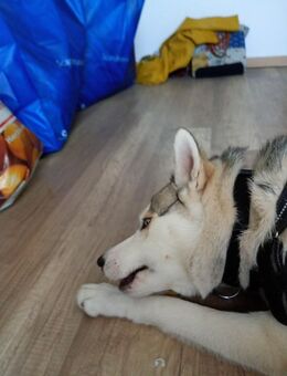 Junger Husky zu verkaufen - Zwickau
