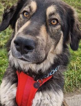 Aramis 💗 wartet in 31812 Bad Pyrmont - Hamburg