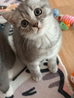 Reinrassige BKH Kitten - Münster
