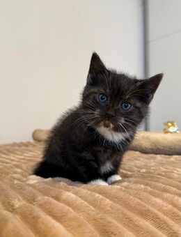 Kätzchen/Baby Katze /Kitten - Swisttal