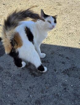 Maisie - sucht ihren Ohrenkrauler - Kirchheim (München)