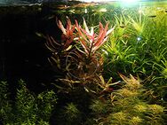 Kleine Cognacpflanze, Aquariumpflanze, Versand/ Abholung - Mechernich