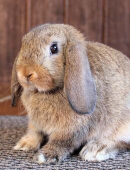 Kleine reinrassige Zwergwidder Kaninchen Hasen Jungtiere Minilop - Büchlberg