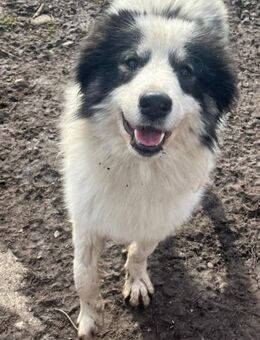 ALFRED - dem Menschen zugewandt - Sulzbach-Laufen