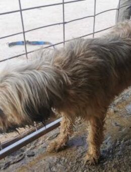 Vanessa traurig in Rumänien - Blankenheim (Nordrhein-Westfalen)