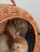 Kitten abzugeben in 52249