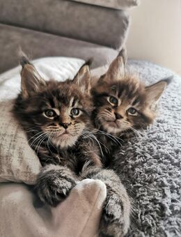 Maine Coon Kitten. Reinrassig. - Mayen