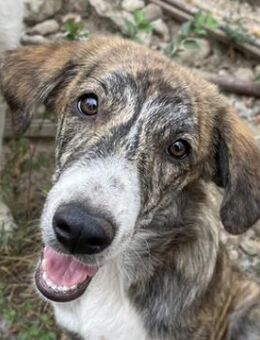 Fiebi, geb. ca. 03/2024, Griechenland - Euskirchen