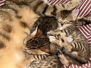 Baby Katzen - Mischling - Freigericht