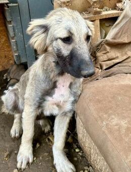 Selma ist eine Schmusekönigin - Großefehn