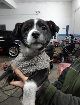 zauberhafte Welpendame Amy - Rambin