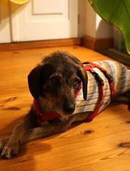 Lilly - freundliche Hündin sucht Familie - Großefehn