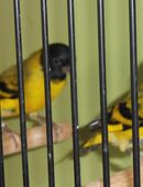 Magellanzeisige zu verkaufen in 94481