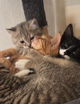 Katzen Babys - Düren