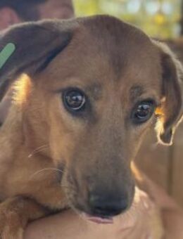 BECKY-hübsche,rehbraune Hündin,45 cm - Rösrath