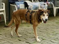 Kiyo, sucht Altersruhesitz - Westerholt