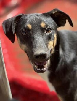 Simeon ist so verkuschelt 🐾 - Elsdorf (Nordrhein-Westfalen)