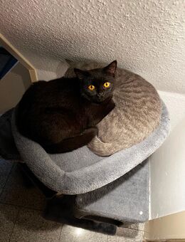 BKH Kitten (weiblich) aus Wohnungshaltung sucht neues Zuhause - Kierspe Zentrum