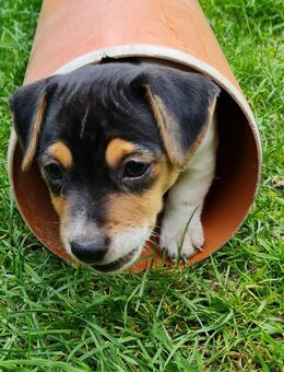 Jack Russel Terrier 1x Rüde 1x Hündin - Varel