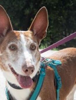 Coto, sehr scheu - Kettershausen