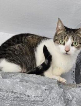 Mitu sucht liebevolles Zuhause - Waakirchen