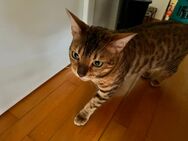 Eine liebevolle Bengalkatze sucht ein neues zuhause - Bad Arolsen