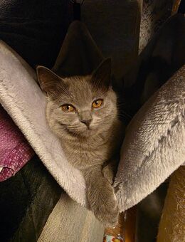 BKH Kitten - Germersheim