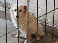 Bella, eine hübsche Hündin - Köln